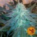 Triple Cheese - Barney's Farm